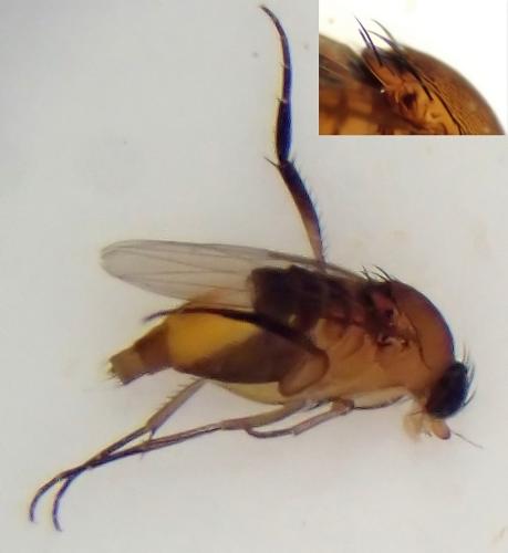 Réf. 343 443 : Phalacrotophora fasciata